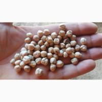 Продам нут Hope