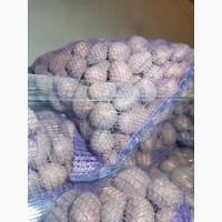 Продам насіневу картоплю сорт Белароса Рівєра Арізона Есмі.а, 2 і 3 репродукція