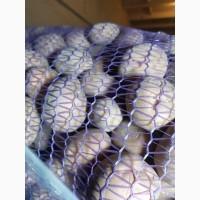 Продам насіневу картоплю сорт Белароса Рівєра Арізона Есмі.а, 2 і 3 репродукція