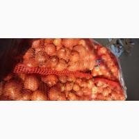 Продам цибулю