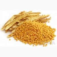 ЗАКУПОВУЄМО насіння гірчиці жовтої