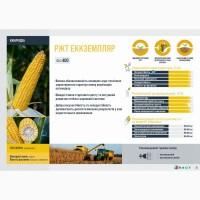 Насіння кукурудзи ЕККЗЕМПЛЯР RAGT