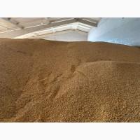 Продам кукурудзу