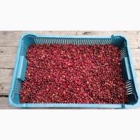 Продам зібрану у лісі дикорослу клюкву журавлину неперебрану 140 грн.за 1кг