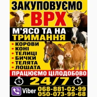 Закуповуємо Велику Рогату Худобу : ВРХ. Корови.Коні.Бички.Телиці. На М#039;ясо Та На Тримання