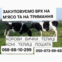 Закуповуємо Велику Рогату Худобу : ВРХ. Корови.Коні.Бички.Телиці. На М#039;ясо Та На Тримання