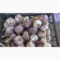 Куплю молодий часник