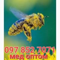 Куплю мед з соняшника, можливо з Антибіотиком