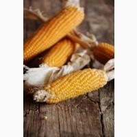 Продам кукурудзу, 500 т., Сумська обл., с.Рябушки