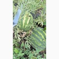 Продам кавун, друга катка