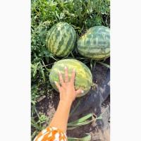 Продам кавун, друга катка