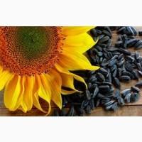 Агрокомпанія Купляє Соняшник з доставкою По всій Україні