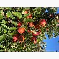 Продам яблука чудової якості