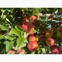 Продам яблука чудової якості