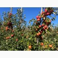 Продам яблука чудової якості