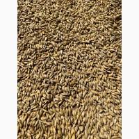 Продам ярий ЯЧМІНЬ, сорт Крісі