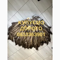 Купуємо шкіри шкірки шкури куниці мех куниц дорого