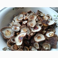 Шапочки білих грибів