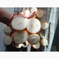 Продам лук на перо зелень