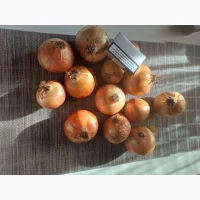 Продам лук на перо зелень