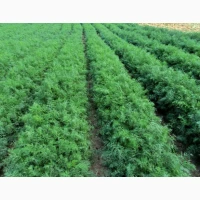 Продам крiп сорт Алiгатор