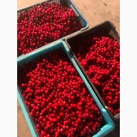 Продам вишню свіжу
