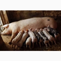 Продам поросят 100+ голів
