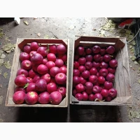 Продам яблука джопринц, гала маст, шнико ред калибр 7, 8, 9