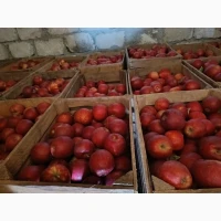 Продам яблука джопринц, гала маст, шнико ред калибр 7, 8, 9