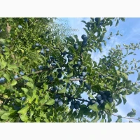 Продам гарну сливу Богатир