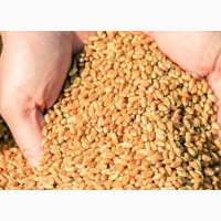 Продам пшеницю 3 клас 1000 т