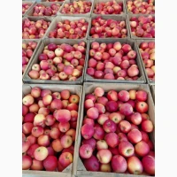 Продам яблука Гала Маст