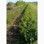 Готовые «живые» изгороди: бирючина обыкновенная, свидина, кизильник войлочный, туя вост.