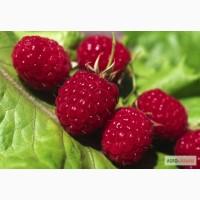 Продам саженцы малины сорт урожайность Полана 5кг с куста