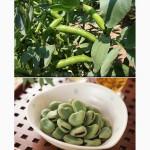 Продам зеленые бобы конские (овощные) в стручках, Киевская обл