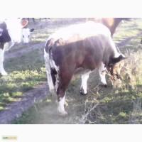 Пр0двм крс телят 0т 200 д0 300 кг