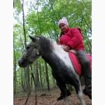 Продам поні шетлендський