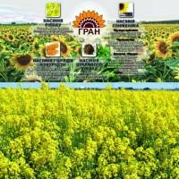 НВФ «Гран» пропонує насіння ріпаку РЕДСТОУН РС