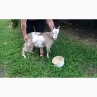 Продам козликов породы Ламанч