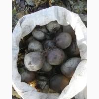 Продам буряк, сорт Пабло