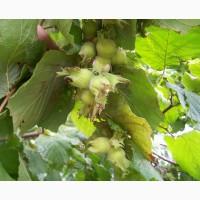 Фундук вегетативні відводки Трапезунд, Каталонський, Барселона