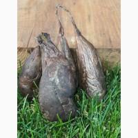 Продам боброву струю(мускус бобра)