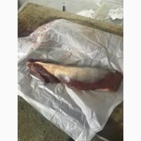 Продам вирізку кінську ( яловичина свинина)