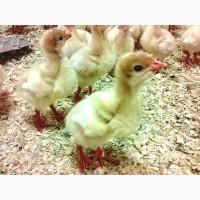 Индюшата Биг-6. Венгрия.Белые, бройлерные