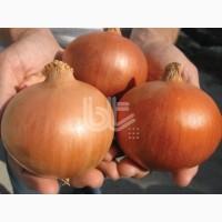 Цибуля Деподжу бт Тохум Турция