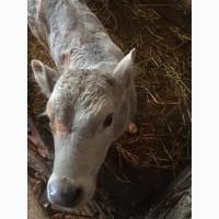 Продам телятко