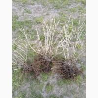 Агрус Хіномакі