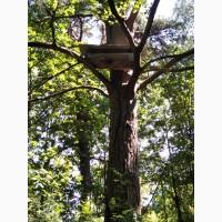 Продам Бортний прополіс