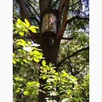 Продам Бортний прополіс