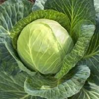 Продам свежую Капусту